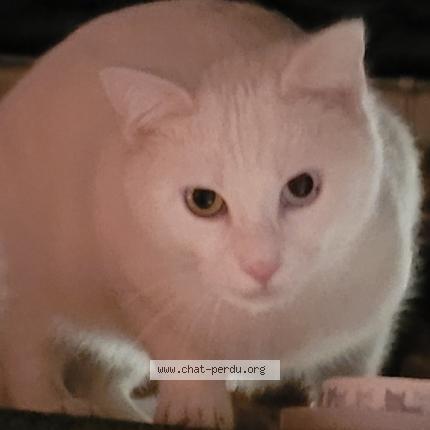 Foto 1/2 Kat teruggevonden Gevonden in Fayt Lez Manage