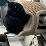 Picture of cat lost at Devecey