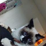 Picture of cat lost at Villeneuve Tolosane