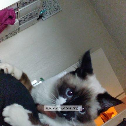 Photo 1/1 Opale Chat lost in Villeneuve tolosane