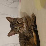 Picture of cat lost at Amiens