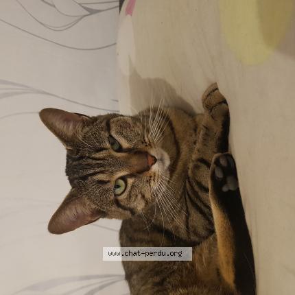 Photo 1/1 Mimine Chat lost in Amiens