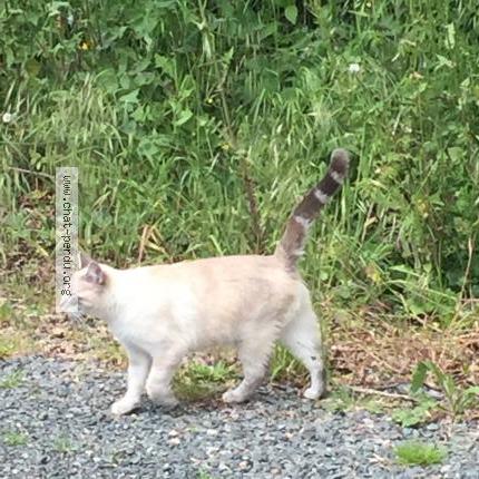Photo 1/1 Cat reunited Found in St andre de la marche