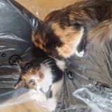 Picture of cat lost at Saizerais