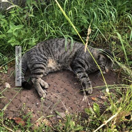 Photo 1/1 Bobby Chat lost in Fontcouverte