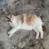 Picture of cat lost at Etain