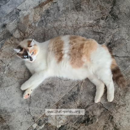 Photo 1/1 Twyxie Chat lost in Etain