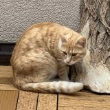 Picture of cat lost at Troinex