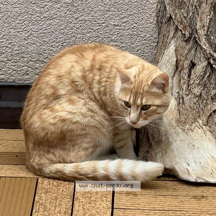 Photo 1/1 Pixie Chat lost in Troinex