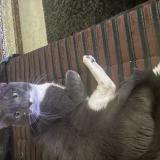 Picture of cat lost at Maisons Alfort