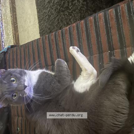 Photo 1/1 Cat reunited Lost in Maisons alfort