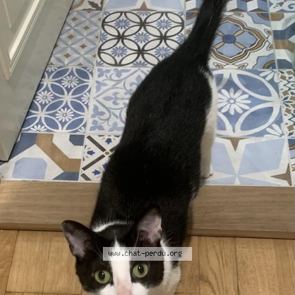 Foto 1/1 Wiedergefundene Katze Verloren in Lausanne