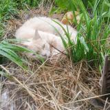 Picture of cat lost at Saint Meloir Des Ondes