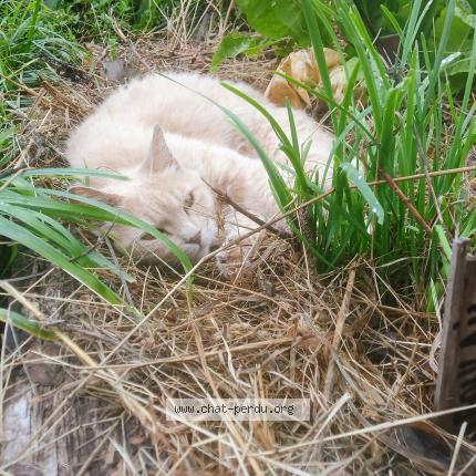 Photo 1/1 Panic Chat lost in Saint meloir des ondes