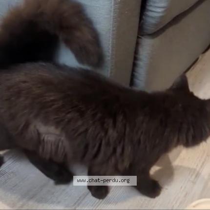 Photo 2/5 cleo Chat lost in Veneux les sablons