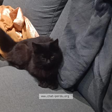 Photo 3/5 cleo Chat lost in Veneux les sablons