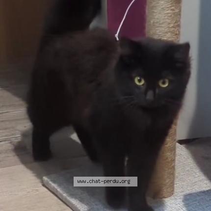 Photo 4/5 cleo Chat lost in Veneux les sablons