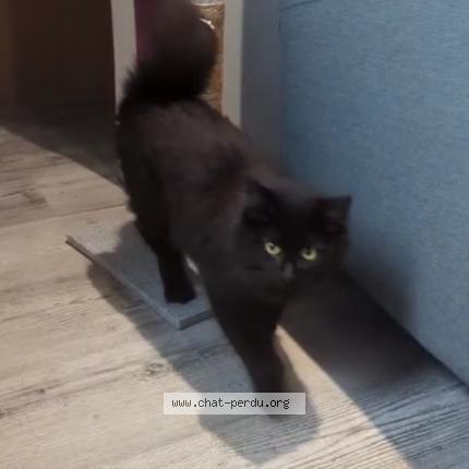 Photo 5/5 cleo Chat lost in Veneux les sablons