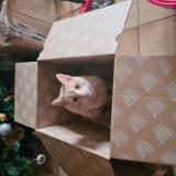 Picture of cat lost at Saint Jouin De Marnes