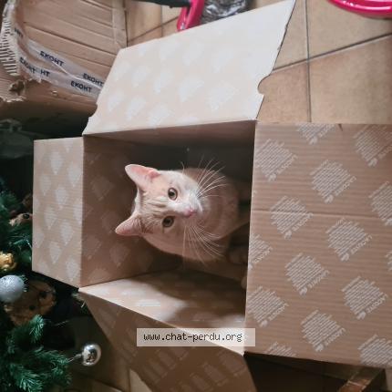 Photo 1/1 Sami Chat lost in Saint jouin de marnes