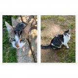 Picture of cat lost at Lucon