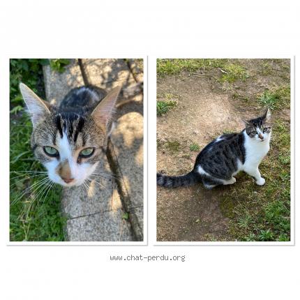 Photo 1/1 Oslo Chat lost in Lucon