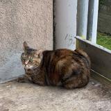 Picture of cat lost at Vesoul