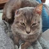 Picture of cat lost at Franqueville St Pierre