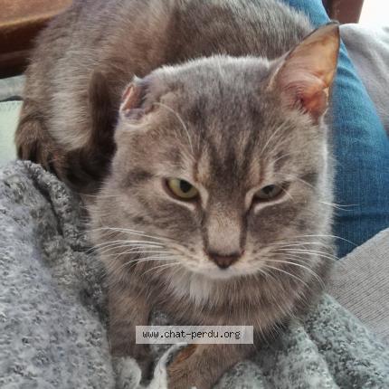 Photo 1/1 Cat reunited Lost in Franqueville st pierre