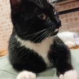 Picture of cat lost at Luisetaines