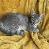 Picture of cat lost at Brest