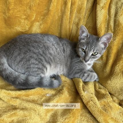 Photo 1/1 Marie Antoinette Chat lost in Brest