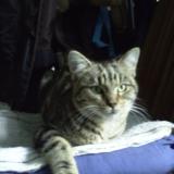 Picture of cat lost at Saint Egreve