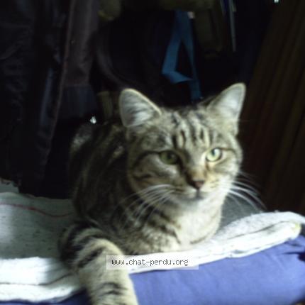Photo 1/1 Cat reunited Lost in Saint egreve