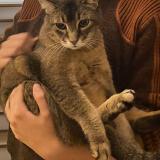 Picture of cat lost at Deuil La Barre