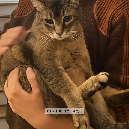 Photo 1/1 Güdül Chat lost in Deuil la barre