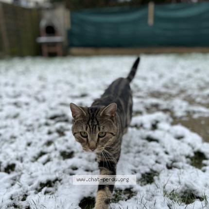 Photo 1/1 Indie Chat lost in Longpont sur orge