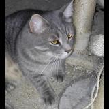 Picture of cat lost at Arleux En Gohelle