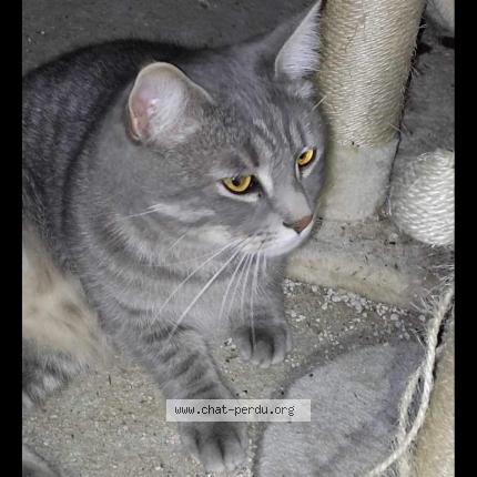 Photo 1/1 Simba Chat lost in Arleux en gohelle