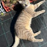 Picture of cat found at Habere Lullin