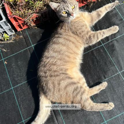 Photo 1/1 Cat reunited Found in Habere lullin