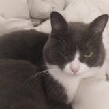 Picture of cat lost at Vermenton