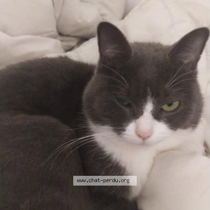 Photo 2/2 Miouba Chat lost in Vermenton