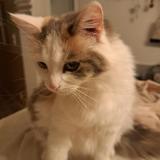 Picture of cat lost at Domart En Ponthieu