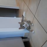 Picture of cat lost at Beaucouze