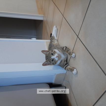 Photo 1/1 Uliss Chat lost in Beaucouze