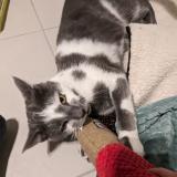 Picture of cat lost at Verrieres Le Buisson