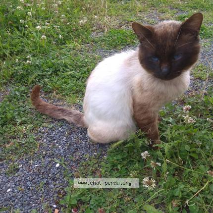 Photo 1/5 Found cat Found in Nachamps