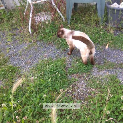 Photo 2/5 Found cat Found in Nachamps