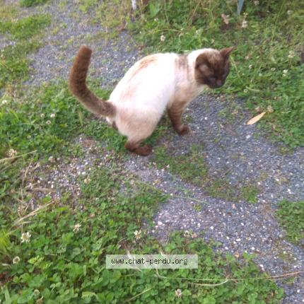 Photo 3/5 Found cat Found in Nachamps